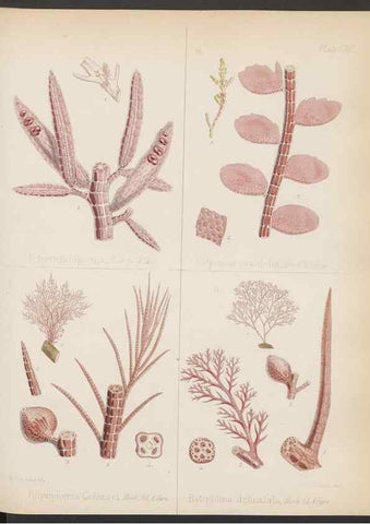 Reproducción/Reproduction 32267684654: The botany of the Antarctic voyage of H.M. discovery ships Erebus and Terror in the Years 1839-1843. London :Reeve Brothers,1844-1860.