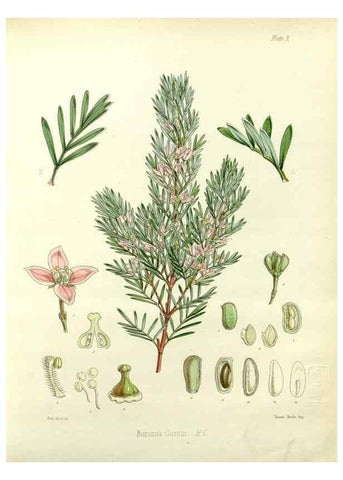 Reproducción/Reproduction 32986244991: The botany of the Antarctic voyage of H.M. discovery ships Erebus and Terror in the Years 1839-1843. London :Reeve Brothers,1844-1860.