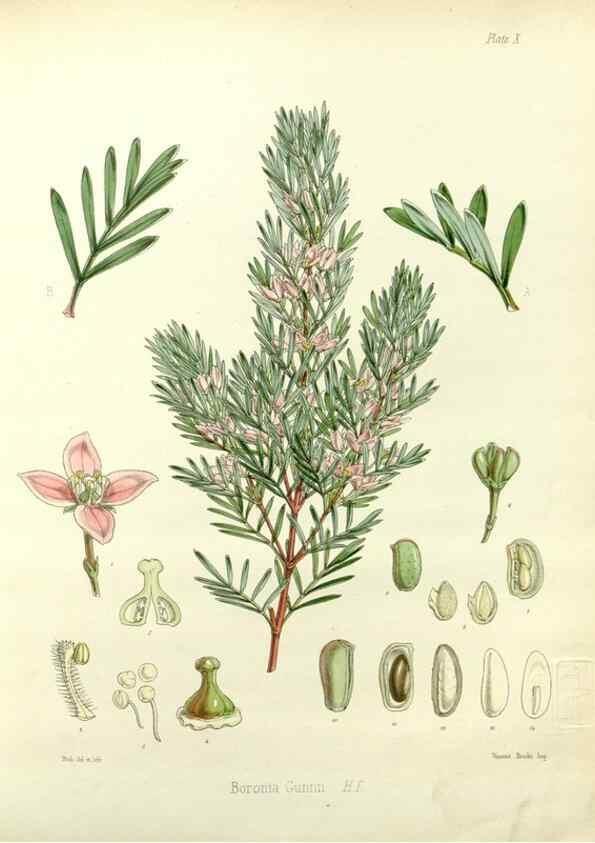 Reproducción/Reproduction 32986244991: The botany of the Antarctic voyage of H.M. discovery ships Erebus and Terror in the Years 1839-1843. London :Reeve Brothers,1844-1860.
