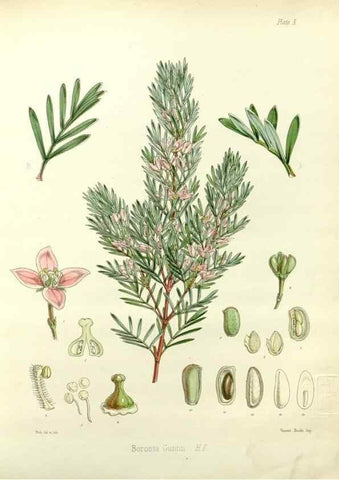 Reproducción/Reproduction 32986244991: The botany of the Antarctic voyage of H.M. discovery ships Erebus and Terror in the Years 1839-1843. London :Reeve Brothers,1844-1860.