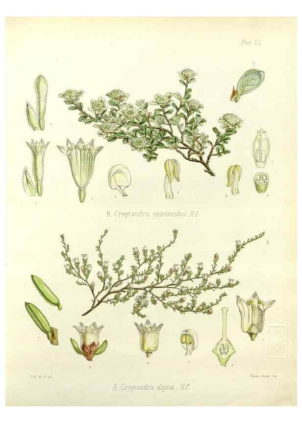 Reproducción/Reproduction 32956793782: The botany of the Antarctic voyage of H.M. discovery ships Erebus and Terror in the Years 1839-1843. London :Reeve Brothers,1844-1860.