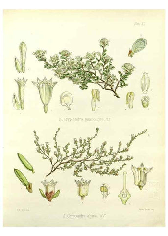 Reproducción/Reproduction 32956793782: The botany of the Antarctic voyage of H.M. discovery ships Erebus and Terror in the Years 1839-1843. London :Reeve Brothers,1844-1860.