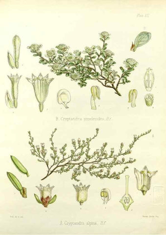 Reproducción/Reproduction 32956793782: The botany of the Antarctic voyage of H.M. discovery ships Erebus and Terror in the Years 1839-1843. London :Reeve Brothers,1844-1860.