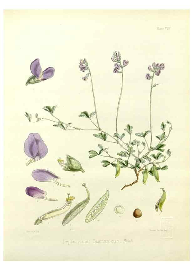 Reproducción/Reproduction 33113034935: The botany of the Antarctic voyage of H.M. discovery ships Erebus and Terror in the Years 1839-1843. London :Reeve Brothers,1844-1860.