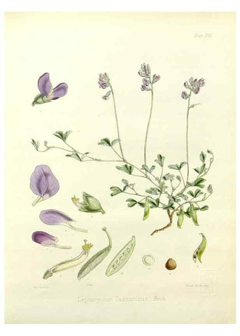 Reproducción/Reproduction 33113034935: The botany of the Antarctic voyage of H.M. discovery ships Erebus and Terror in the Years 1839-1843. London :Reeve Brothers,1844-1860.