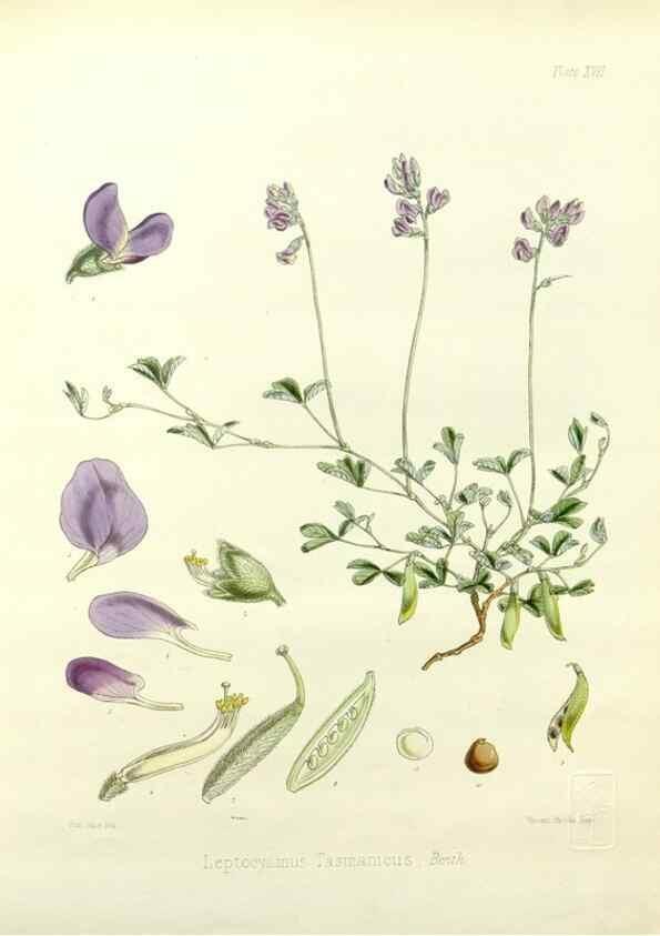 Reproducción/Reproduction 33113034935: The botany of the Antarctic voyage of H.M. discovery ships Erebus and Terror in the Years 1839-1843. London :Reeve Brothers,1844-1860.