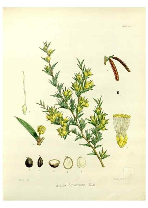 Reproducción/Reproduction 33113041645: The botany of the Antarctic voyage of H.M. discovery ships Erebus and Terror in the Years 1839-1843. London :Reeve Brothers,1844-1860.