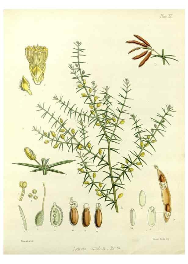 Reproducción/Reproduction 33113044265: The botany of the Antarctic voyage of H.M. discovery ships Erebus and Terror in the Years 1839-1843. London :Reeve Brothers,1844-1860.