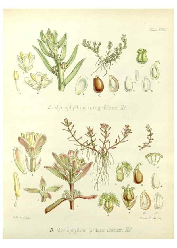 Reproducción/Reproduction 32297513083: The botany of the Antarctic voyage of H.M. discovery ships Erebus and Terror in the Years 1839-1843. London :Reeve Brothers,1844-1860.