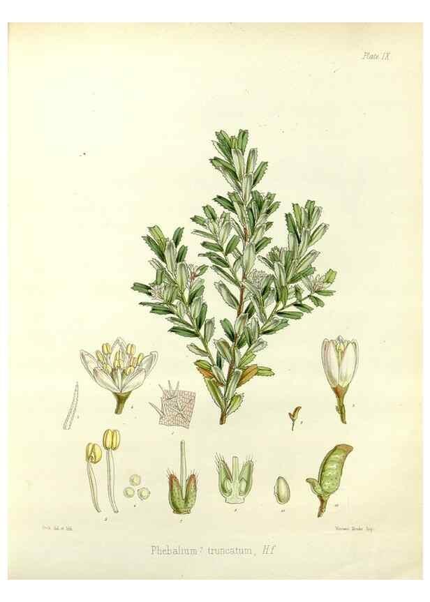 Reproducción/Reproduction 32986243331: The botany of the Antarctic voyage of H.M. discovery ships Erebus and Terror in the Years 1839-1843. London :Reeve Brothers,1844-1860.