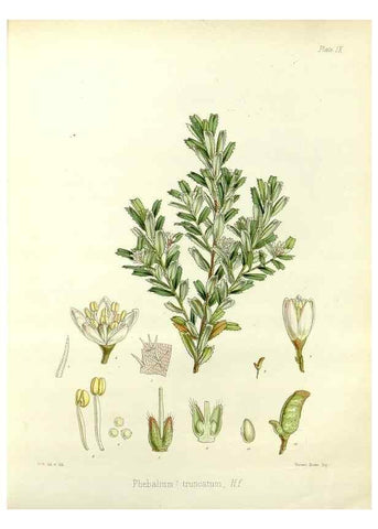 Reproducción/Reproduction 32986243331: The botany of the Antarctic voyage of H.M. discovery ships Erebus and Terror in the Years 1839-1843. London :Reeve Brothers,1844-1860.