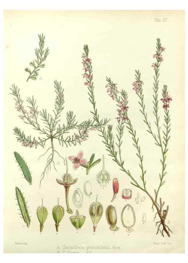 Reproducción/Reproduction 32267821024: The botany of the Antarctic voyage of H.M. discovery ships Erebus and Terror in the Years 1839-1843. London :Reeve Brothers,1844-1860.
