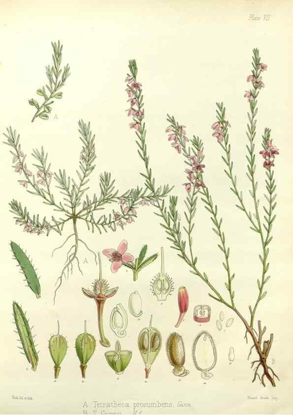 Reproducción/Reproduction 32267821024: The botany of the Antarctic voyage of H.M. discovery ships Erebus and Terror in the Years 1839-1843. London :Reeve Brothers,1844-1860.