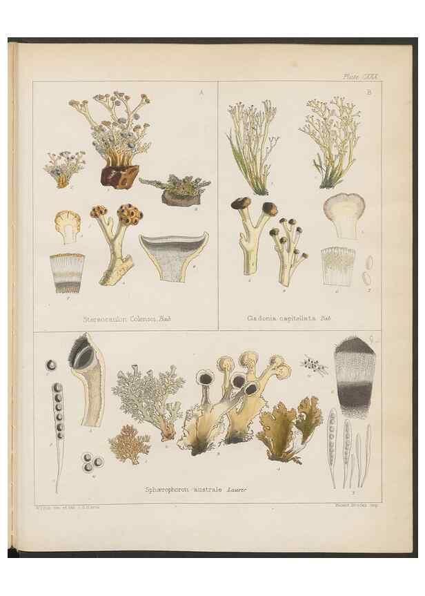 Reproducción/Reproduction 32730533340: The botany of the Antarctic voyage of H.M. discovery ships Erebus and Terror in the Years 1839-1843. London :Reeve Brothers,1844-1860.