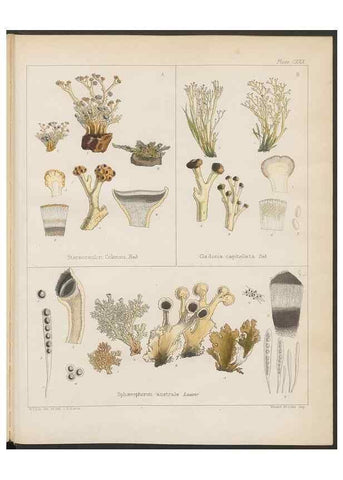 Reproducción/Reproduction 32730533340: The botany of the Antarctic voyage of H.M. discovery ships Erebus and Terror in the Years 1839-1843. London :Reeve Brothers,1844-1860.