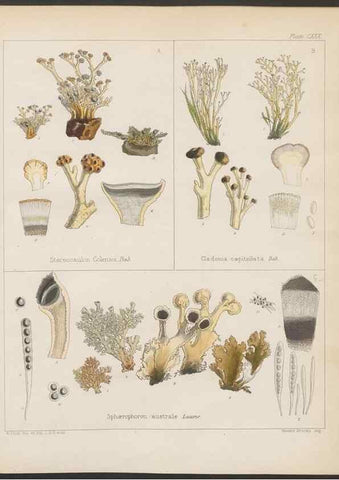 Reproducción/Reproduction 32730533340: The botany of the Antarctic voyage of H.M. discovery ships Erebus and Terror in the Years 1839-1843. London :Reeve Brothers,1844-1860.
