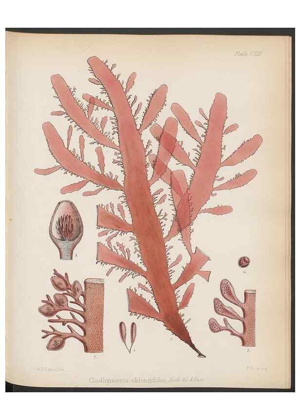 Reproducción/Reproduction 32267686114: The botany of the Antarctic voyage of H.M. discovery ships Erebus and Terror in the Years 1839-1843. London :Reeve Brothers,1844-1860.