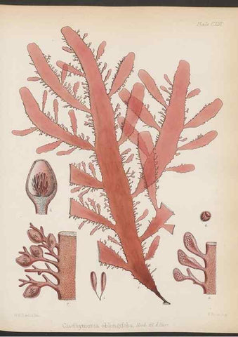 Reproducción/Reproduction 32267686114: The botany of the Antarctic voyage of H.M. discovery ships Erebus and Terror in the Years 1839-1843. London :Reeve Brothers,1844-1860.
