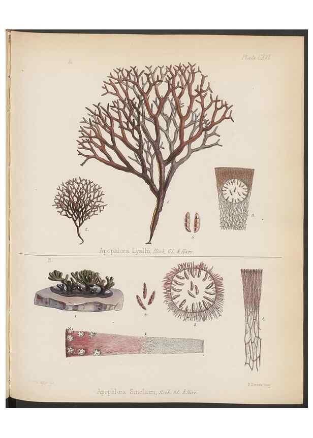 Reproducción/Reproduction 32267688944: The botany of the Antarctic voyage of H.M. discovery ships Erebus and Terror in the Years 1839-1843. London :Reeve Brothers,1844-1860.