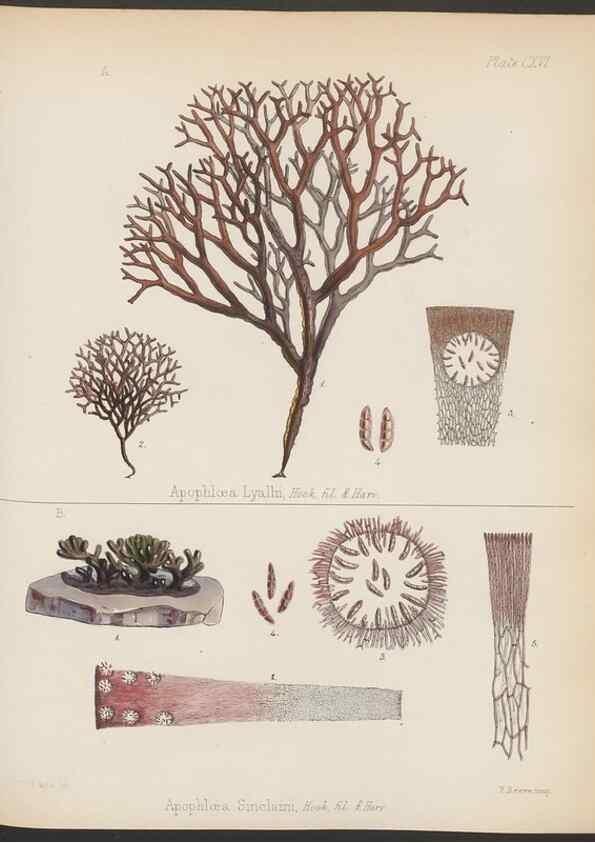 Reproducción/Reproduction 32267688944: The botany of the Antarctic voyage of H.M. discovery ships Erebus and Terror in the Years 1839-1843. London :Reeve Brothers,1844-1860.