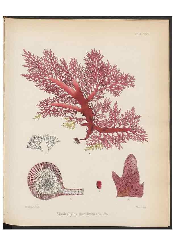 Reproducción/Reproduction 32267690584: The botany of the Antarctic voyage of H.M. discovery ships Erebus and Terror in the Years 1839-1843. London :Reeve Brothers,1844-1860.