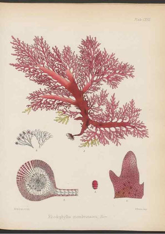 Reproducción/Reproduction 32267690584: The botany of the Antarctic voyage of H.M. discovery ships Erebus and Terror in the Years 1839-1843. London :Reeve Brothers,1844-1860.