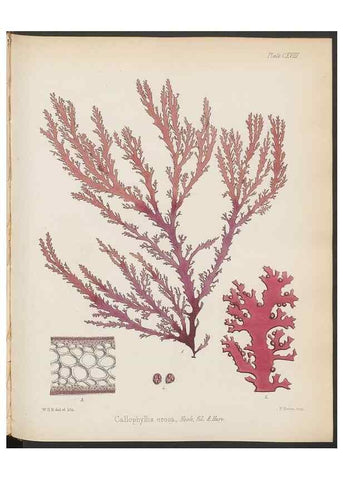 Reproducción/Reproduction 32267692214: The botany of the Antarctic voyage of H.M. discovery ships Erebus and Terror in the Years 1839-1843. London :Reeve Brothers,1844-1860.