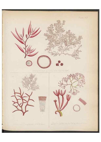 Reproducción/Reproduction 32267693624: The botany of the Antarctic voyage of H.M. discovery ships Erebus and Terror in the Years 1839-1843. London :Reeve Brothers,1844-1860.
