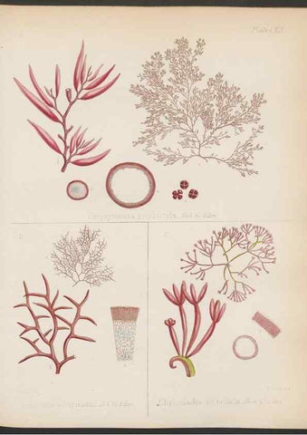 Reproducción/Reproduction 32267693624: The botany of the Antarctic voyage of H.M. discovery ships Erebus and Terror in the Years 1839-1843. London :Reeve Brothers,1844-1860.