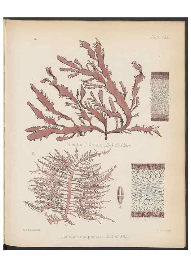 Reproducción/Reproduction 32267695464: The botany of the Antarctic voyage of H.M. discovery ships Erebus and Terror in the Years 1839-1843. London :Reeve Brothers,1844-1860.