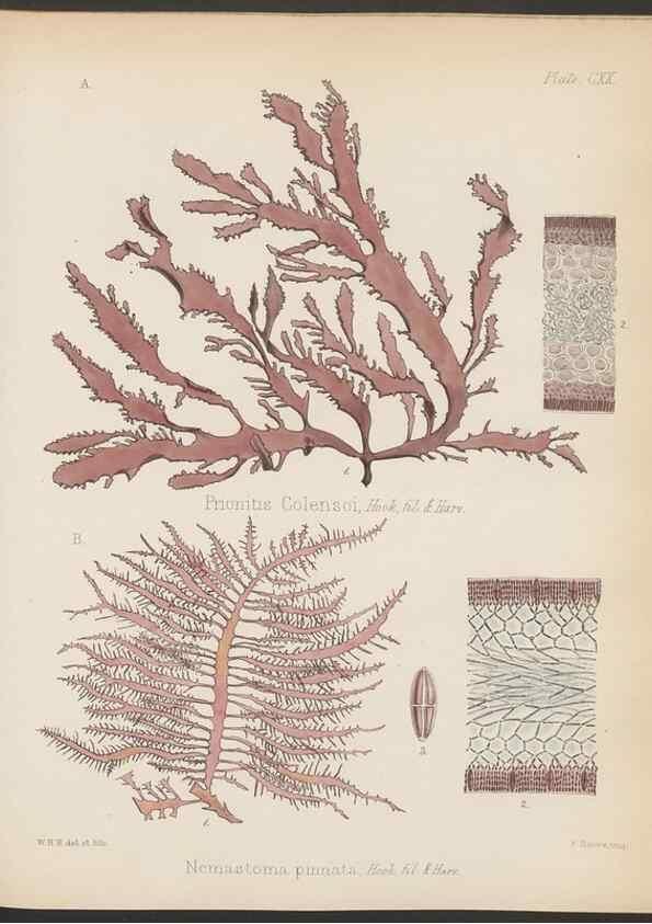 Reproducción/Reproduction 32267695464: The botany of the Antarctic voyage of H.M. discovery ships Erebus and Terror in the Years 1839-1843. London :Reeve Brothers,1844-1860.