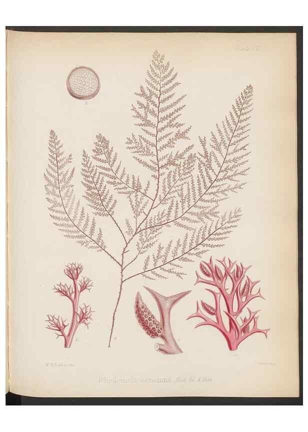 Reproducción/Reproduction 32267683504: The botany of the Antarctic voyage of H.M. discovery ships Erebus and Terror in the Years 1839-1843. London :Reeve Brothers,1844-1860.