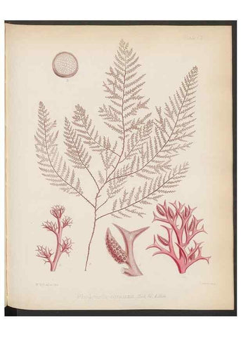 Reproducción/Reproduction 32267683504: The botany of the Antarctic voyage of H.M. discovery ships Erebus and Terror in the Years 1839-1843. London :Reeve Brothers,1844-1860.