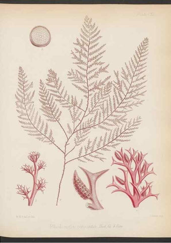 Reproducción/Reproduction 32267683504: The botany of the Antarctic voyage of H.M. discovery ships Erebus and Terror in the Years 1839-1843. London :Reeve Brothers,1844-1860.