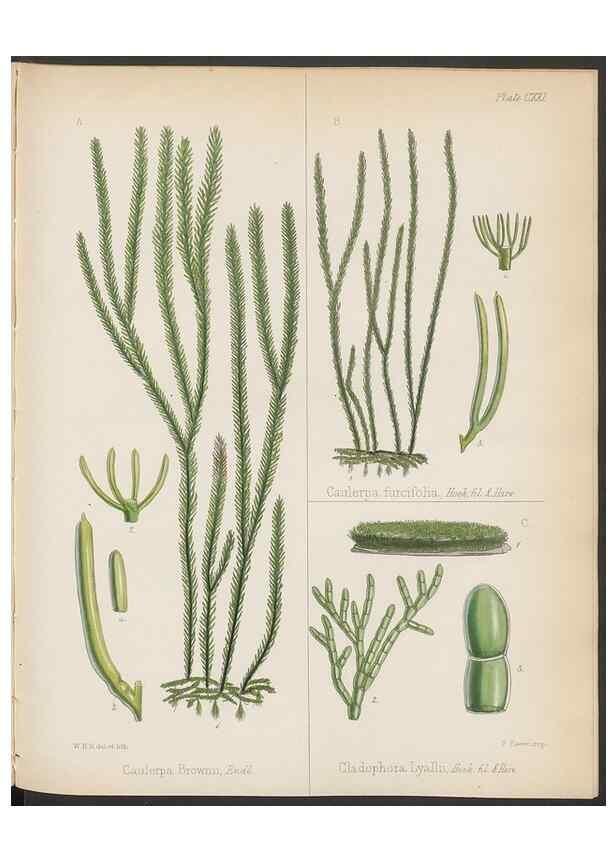 Reproducción/Reproduction 32956690232: The botany of the Antarctic voyage of H.M. discovery ships Erebus and Terror in the Years 1839-1843. London :Reeve Brothers,1844-1860.