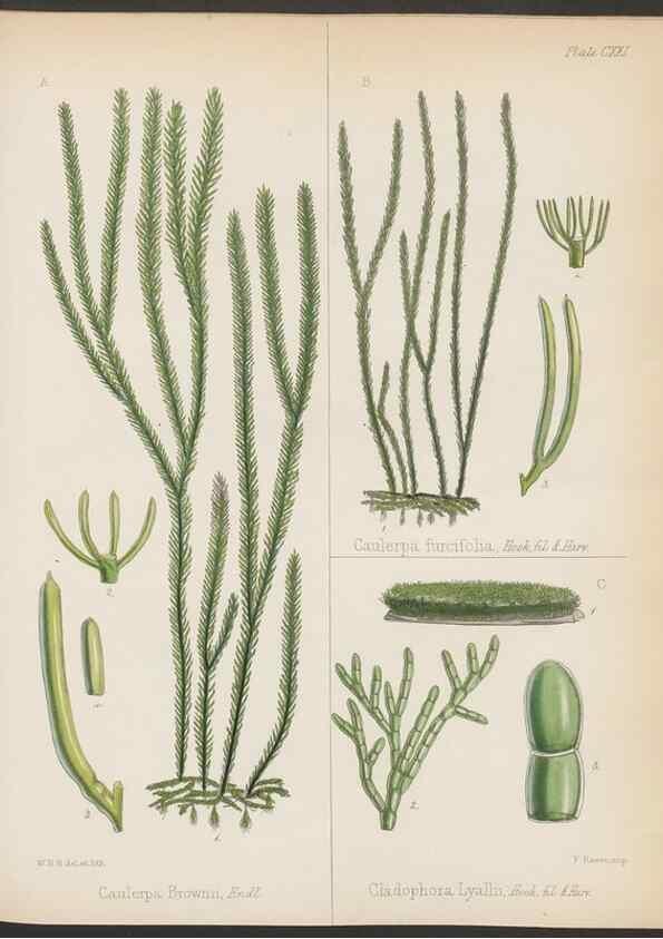 Reproducción/Reproduction 32956690232: The botany of the Antarctic voyage of H.M. discovery ships Erebus and Terror in the Years 1839-1843. London :Reeve Brothers,1844-1860.
