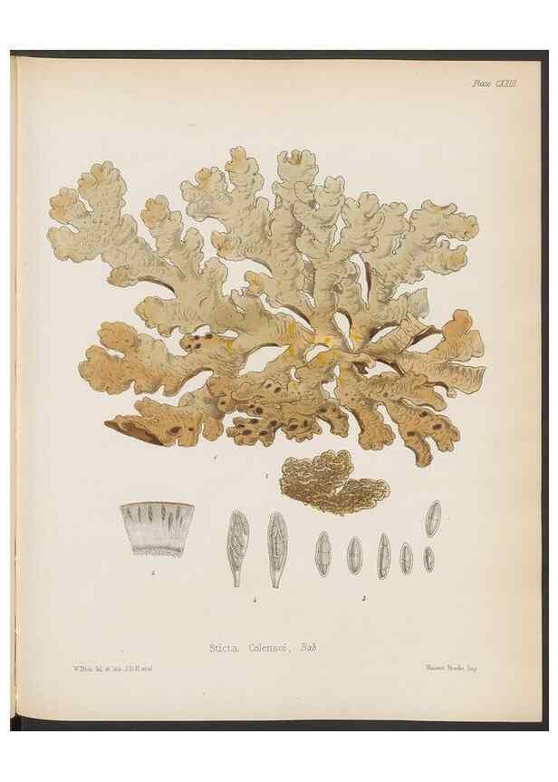 Reproducción/Reproduction 32267701004: The botany of the Antarctic voyage of H.M. discovery ships Erebus and Terror in the Years 1839-1843. London :Reeve Brothers,1844-1860.