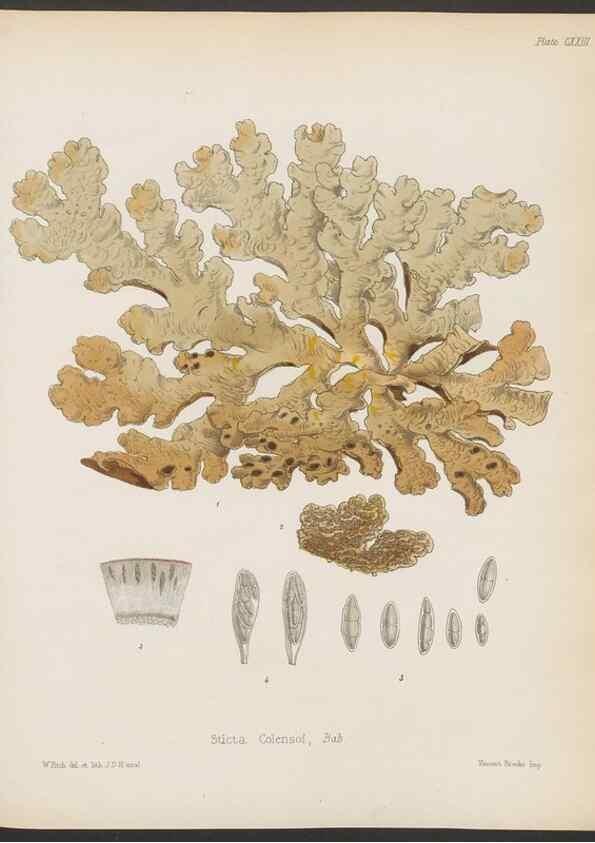 Reproducción/Reproduction 32267701004: The botany of the Antarctic voyage of H.M. discovery ships Erebus and Terror in the Years 1839-1843. London :Reeve Brothers,1844-1860.