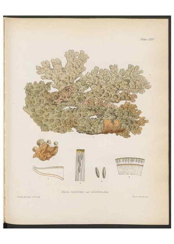 Reproducción/Reproduction 32267702354: The botany of the Antarctic voyage of H.M. discovery ships Erebus and Terror in the Years 1839-1843. London :Reeve Brothers,1844-1860.