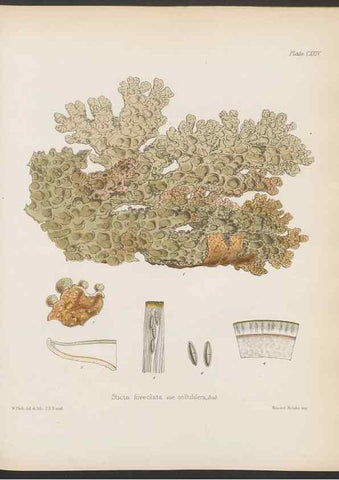 Reproducción/Reproduction 32267702354: The botany of the Antarctic voyage of H.M. discovery ships Erebus and Terror in the Years 1839-1843. London :Reeve Brothers,1844-1860.
