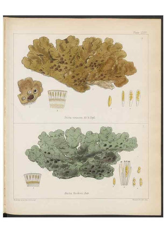 Reproducción/Reproduction 32730527910: The botany of the Antarctic voyage of H.M. discovery ships Erebus and Terror in the Years 1839-1843. London :Reeve Brothers,1844-1860.