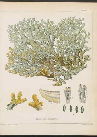 Reproducción/Reproduction 32730529060: The botany of the Antarctic voyage of H.M. discovery ships Erebus and Terror in the Years 1839-1843. London :Reeve Brothers,1844-1860.