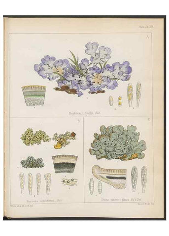 Reproducción/Reproduction 32730530130: The botany of the Antarctic voyage of H.M. discovery ships Erebus and Terror in the Years 1839-1843. London :Reeve Brothers,1844-1860.