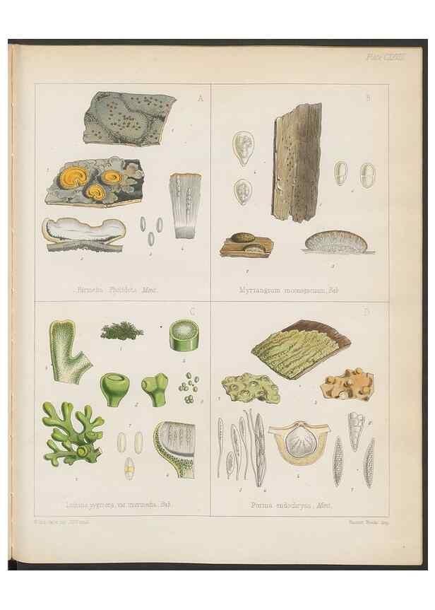 Reproducción/Reproduction 32730531390: The botany of the Antarctic voyage of H.M. discovery ships Erebus and Terror in the Years 1839-1843. London :Reeve Brothers,1844-1860.