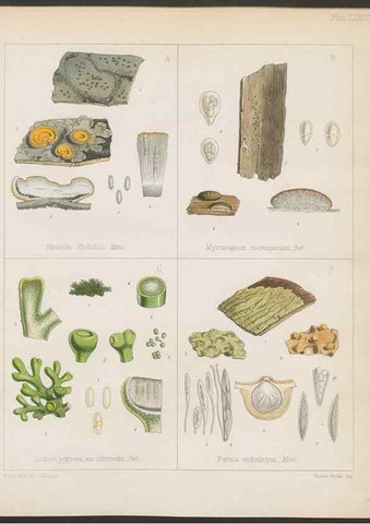 Reproducción/Reproduction 32730531390: The botany of the Antarctic voyage of H.M. discovery ships Erebus and Terror in the Years 1839-1843. London :Reeve Brothers,1844-1860.