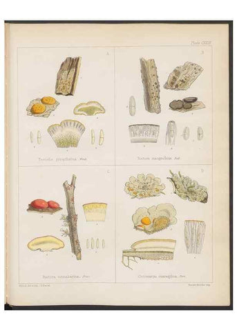 Reproducción/Reproduction 32730532330: The botany of the Antarctic voyage of H.M. discovery ships Erebus and Terror in the Years 1839-1843. London :Reeve Brothers,1844-1860.