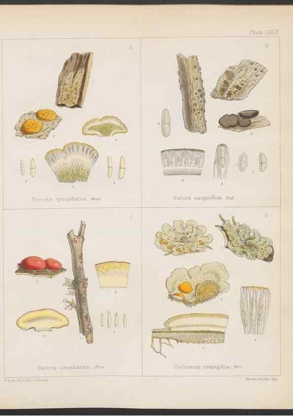 Reproducción/Reproduction 32730532330: The botany of the Antarctic voyage of H.M. discovery ships Erebus and Terror in the Years 1839-1843. London :Reeve Brothers,1844-1860.