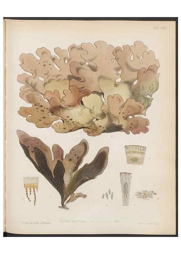 Reproducción/Reproduction 32267699454: The botany of the Antarctic voyage of H.M. discovery ships Erebus and Terror in the Years 1839-1843. London :Reeve Brothers,1844-1860.