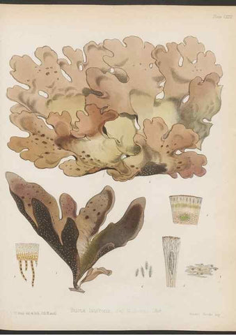 Reproducción/Reproduction 32267699454: The botany of the Antarctic voyage of H.M. discovery ships Erebus and Terror in the Years 1839-1843. London :Reeve Brothers,1844-1860.