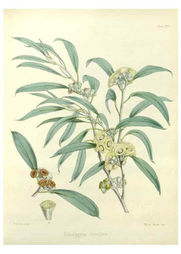 Reproducción/Reproduction 32986269441: The botany of the Antarctic voyage of H.M. discovery ships Erebus and Terror in the Years 1839-1843. London :Reeve Brothers,1844-1860.